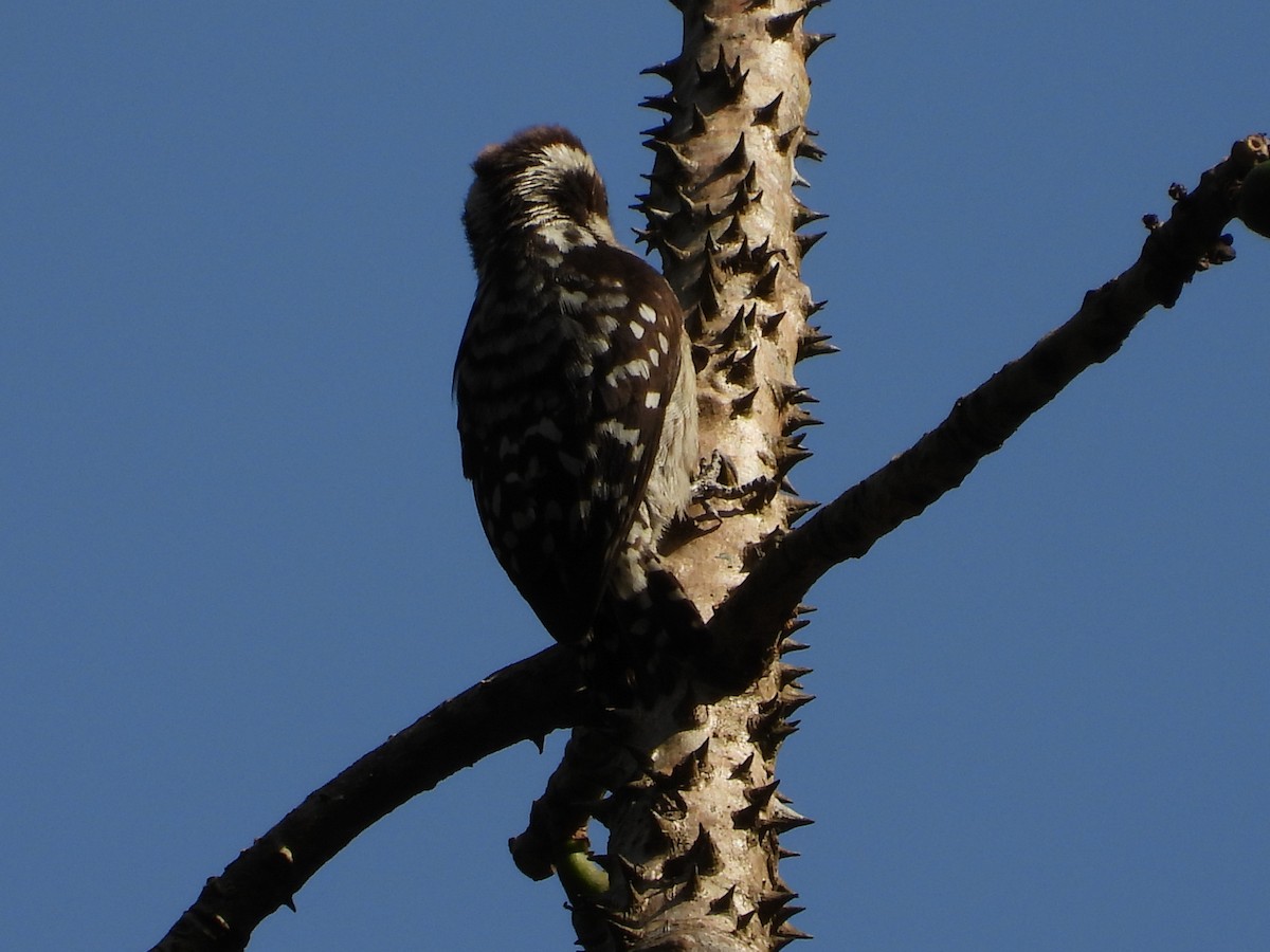Brown-capped Pygmy Woodpecker - ML647509877