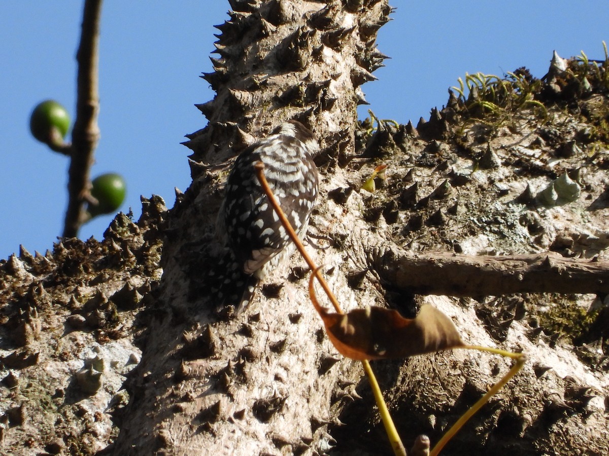 Brown-capped Pygmy Woodpecker - ML647509878