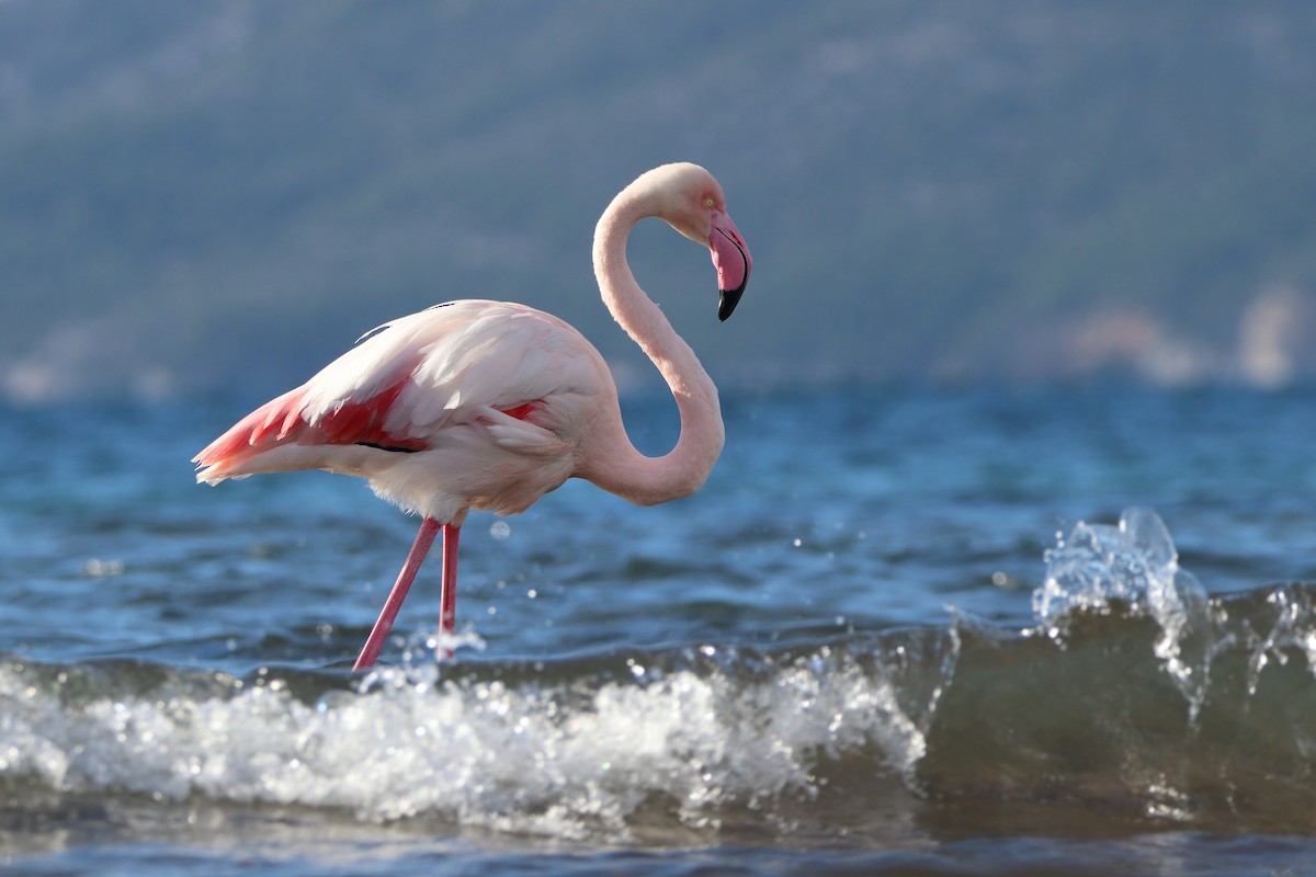 Flamenko handia - ML647509882