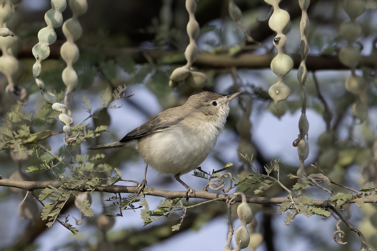 Sykes sasi-txoria - ML647509883