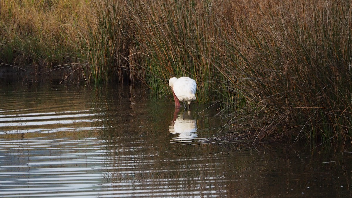 Mokozabal zuria - ML647509884