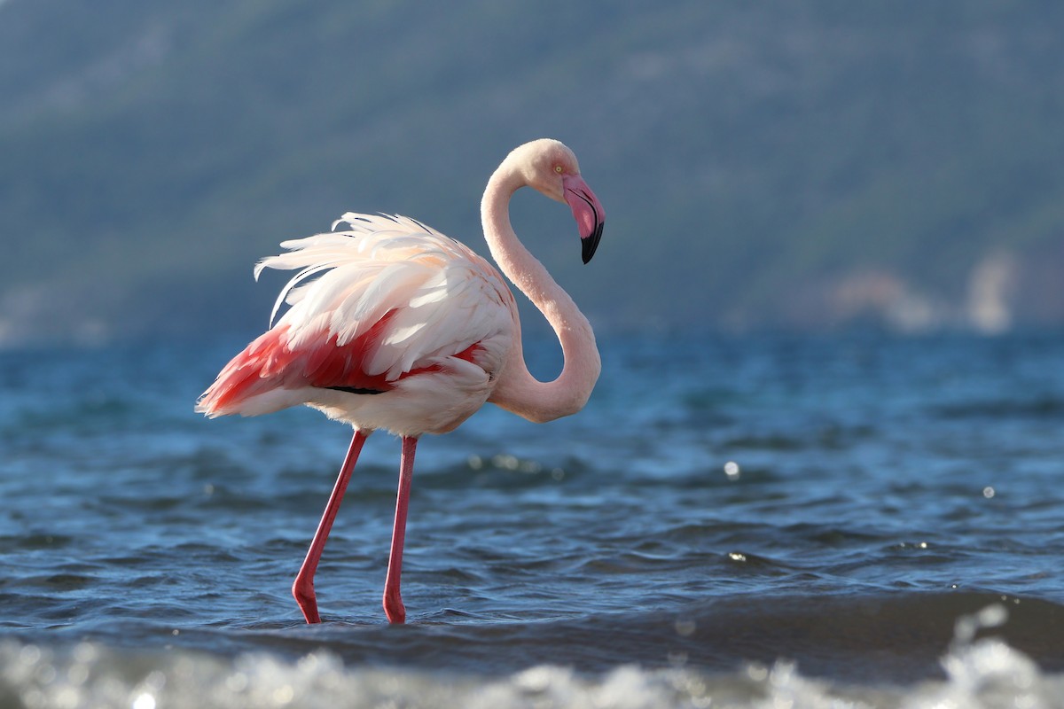 Flamenko handia - ML647509886