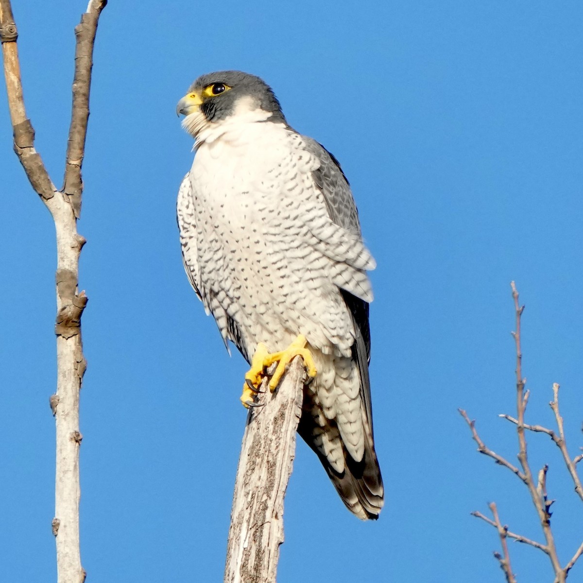 Belatz handia - ML647509887