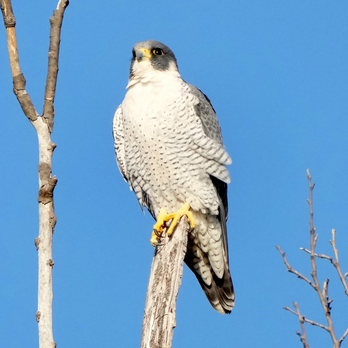 Belatz handia - ML647509888