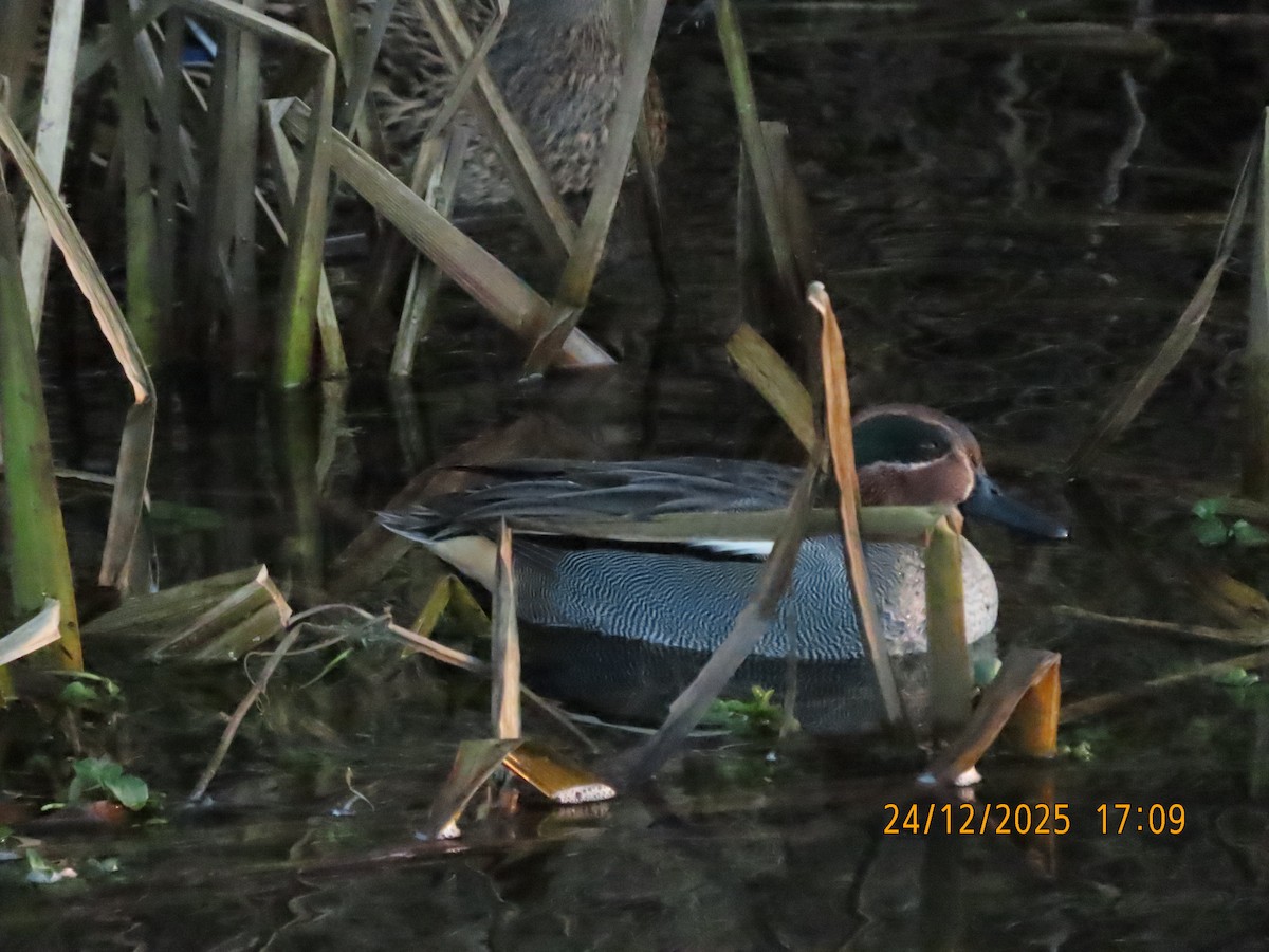 Zertzeta arrunta - ML647509889