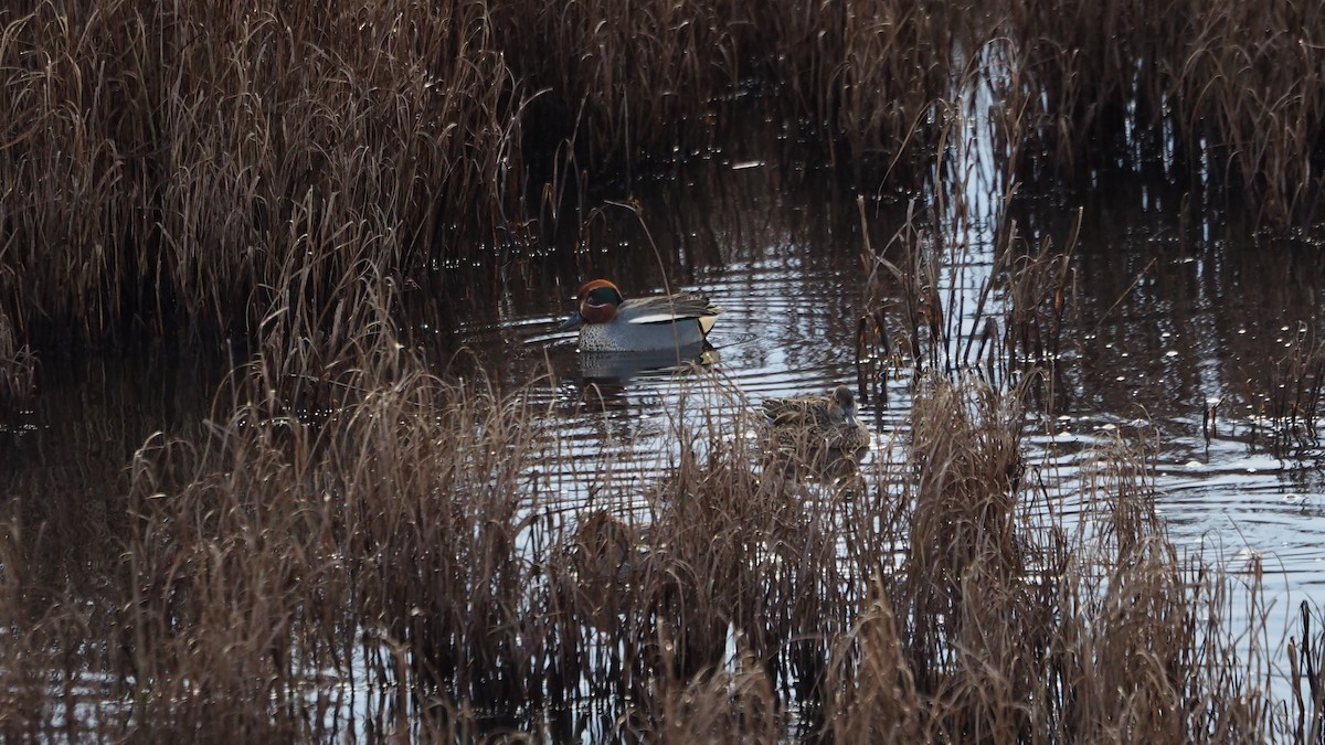 Zertzeta arrunta - ML647509890