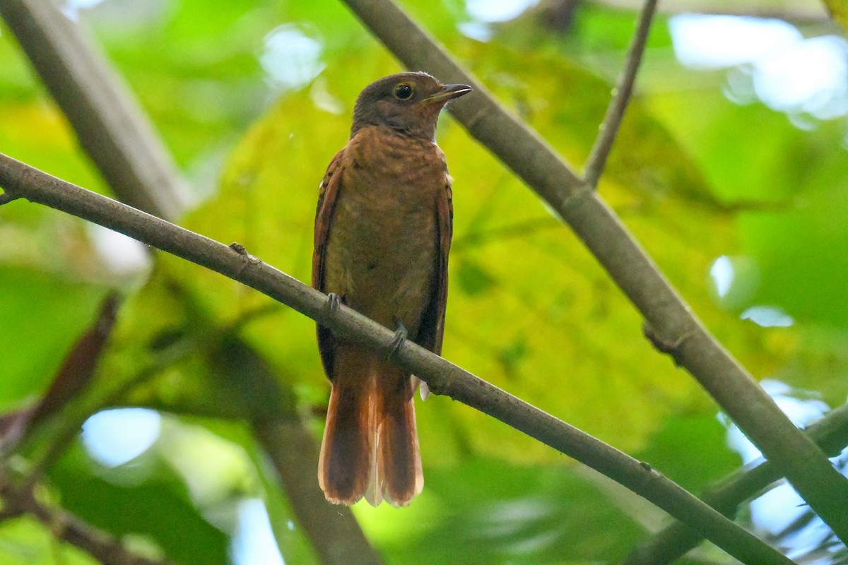 Speckled Mourner - ML647509891