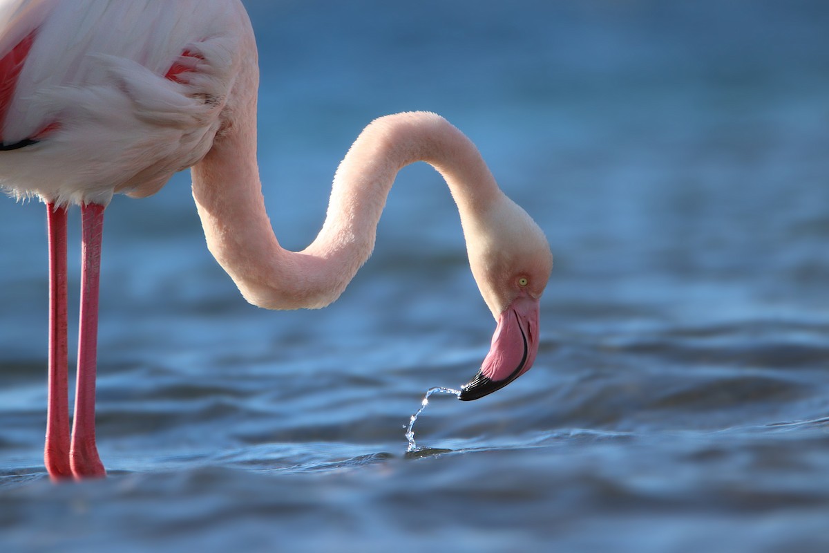 Flamenko handia - ML647509892