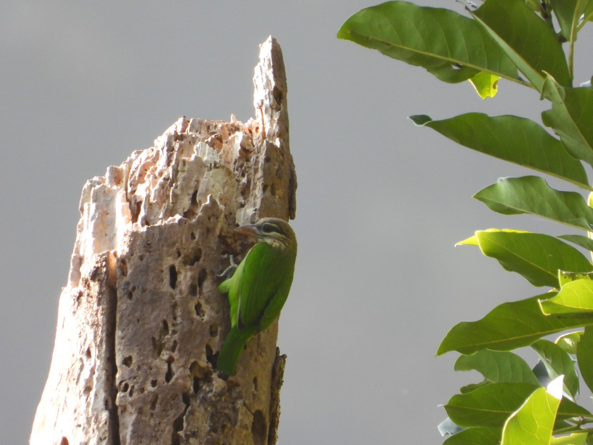 White-cheeked Barbet - ML647509893