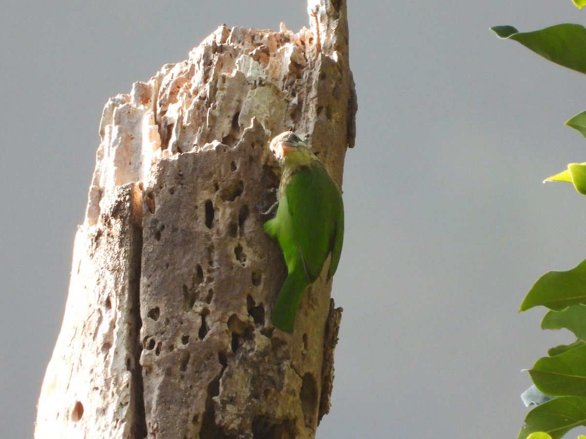 White-cheeked Barbet - ML647509894
