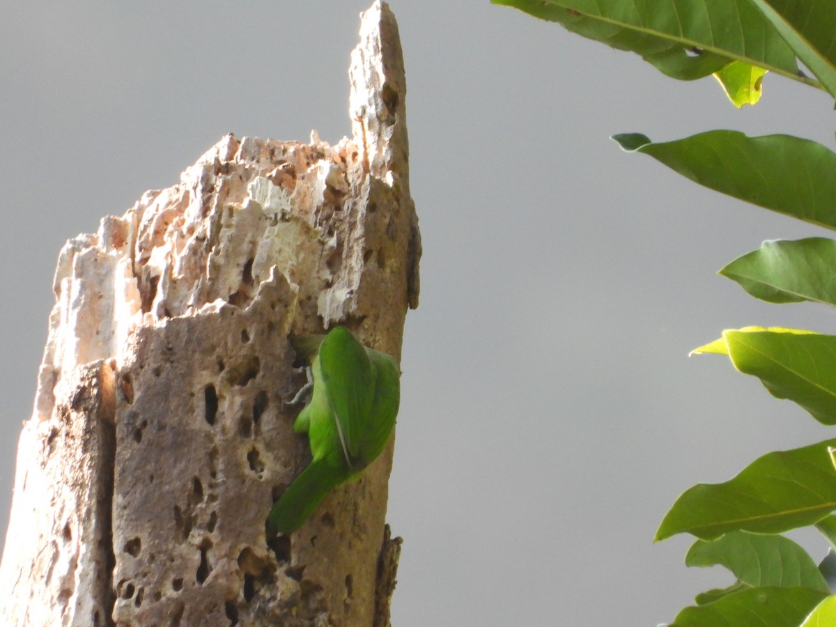 White-cheeked Barbet - ML647509895
