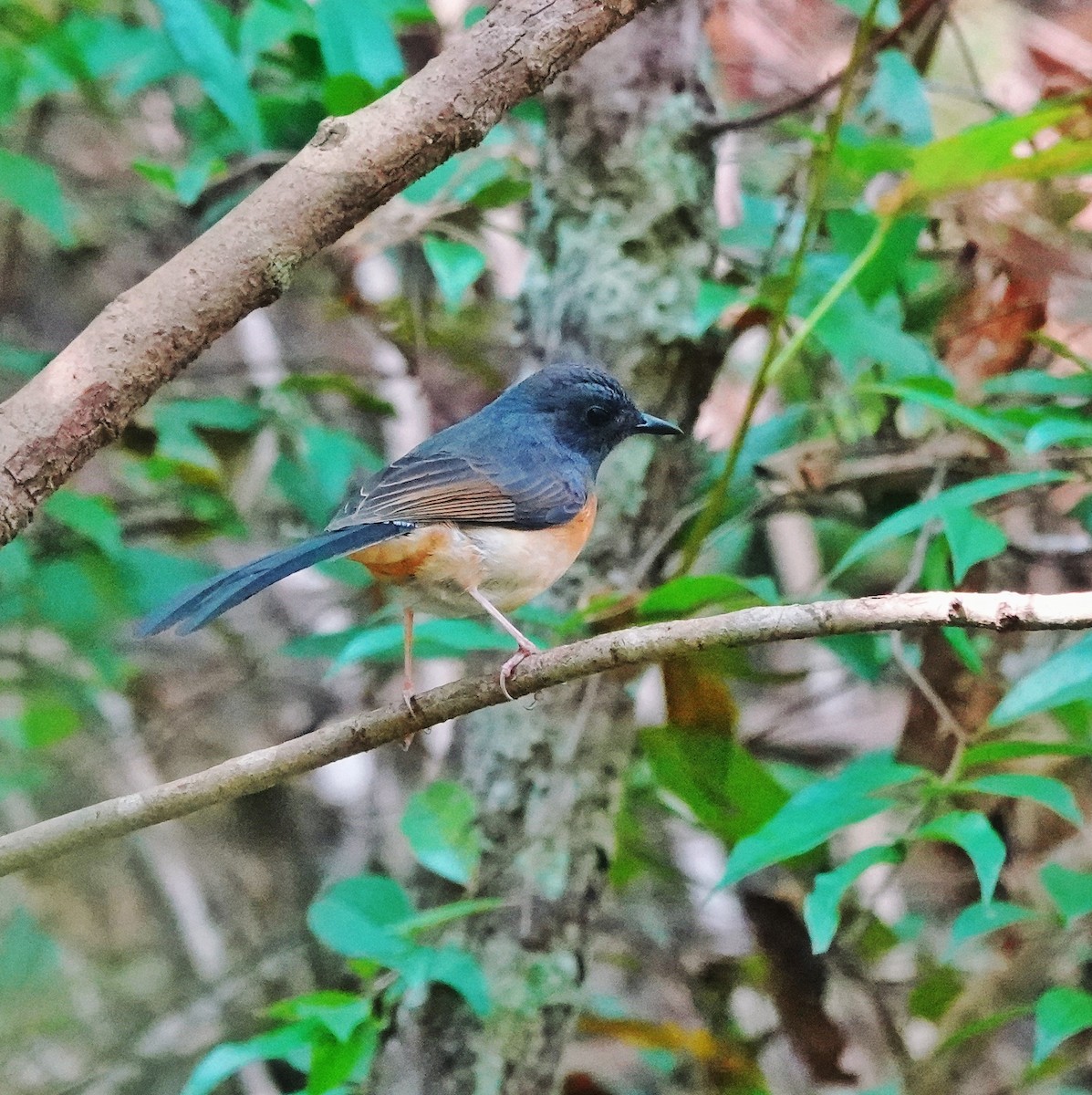 White-rumped Shama - ML647509896