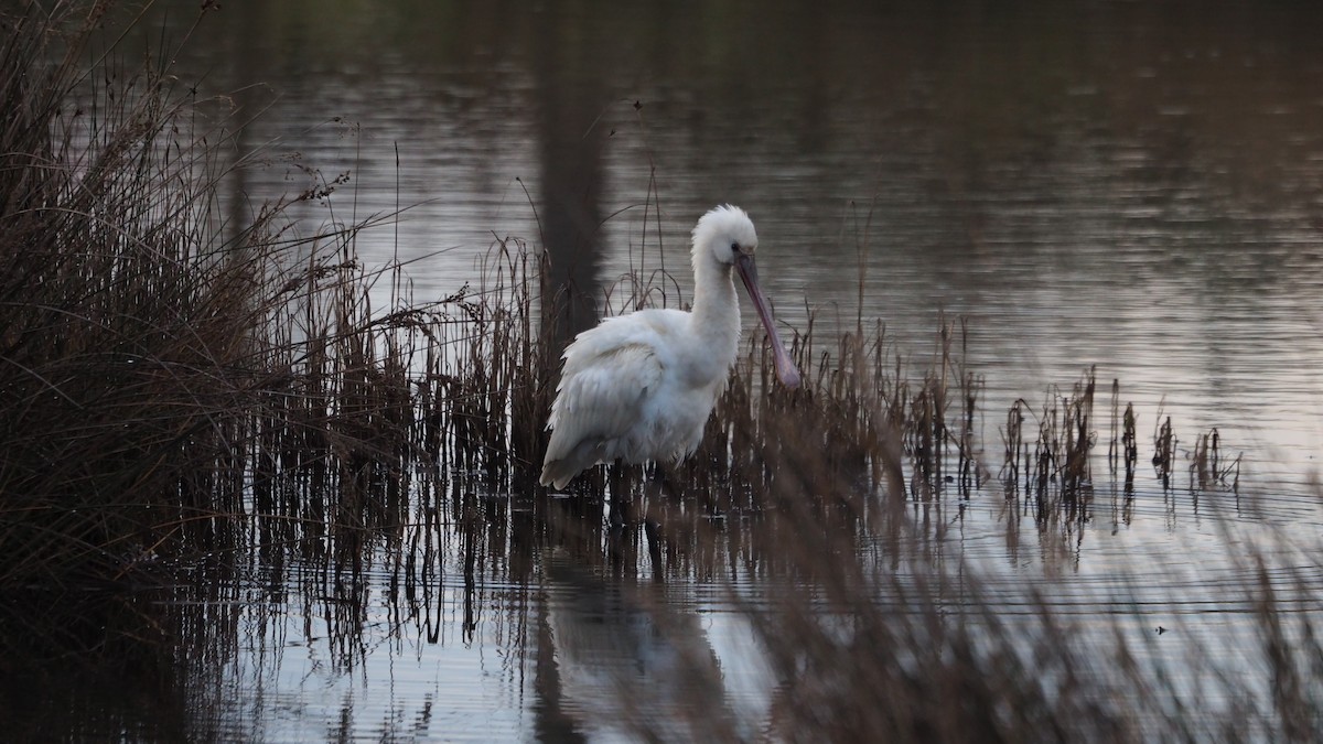 Mokozabal zuria - ML647509897