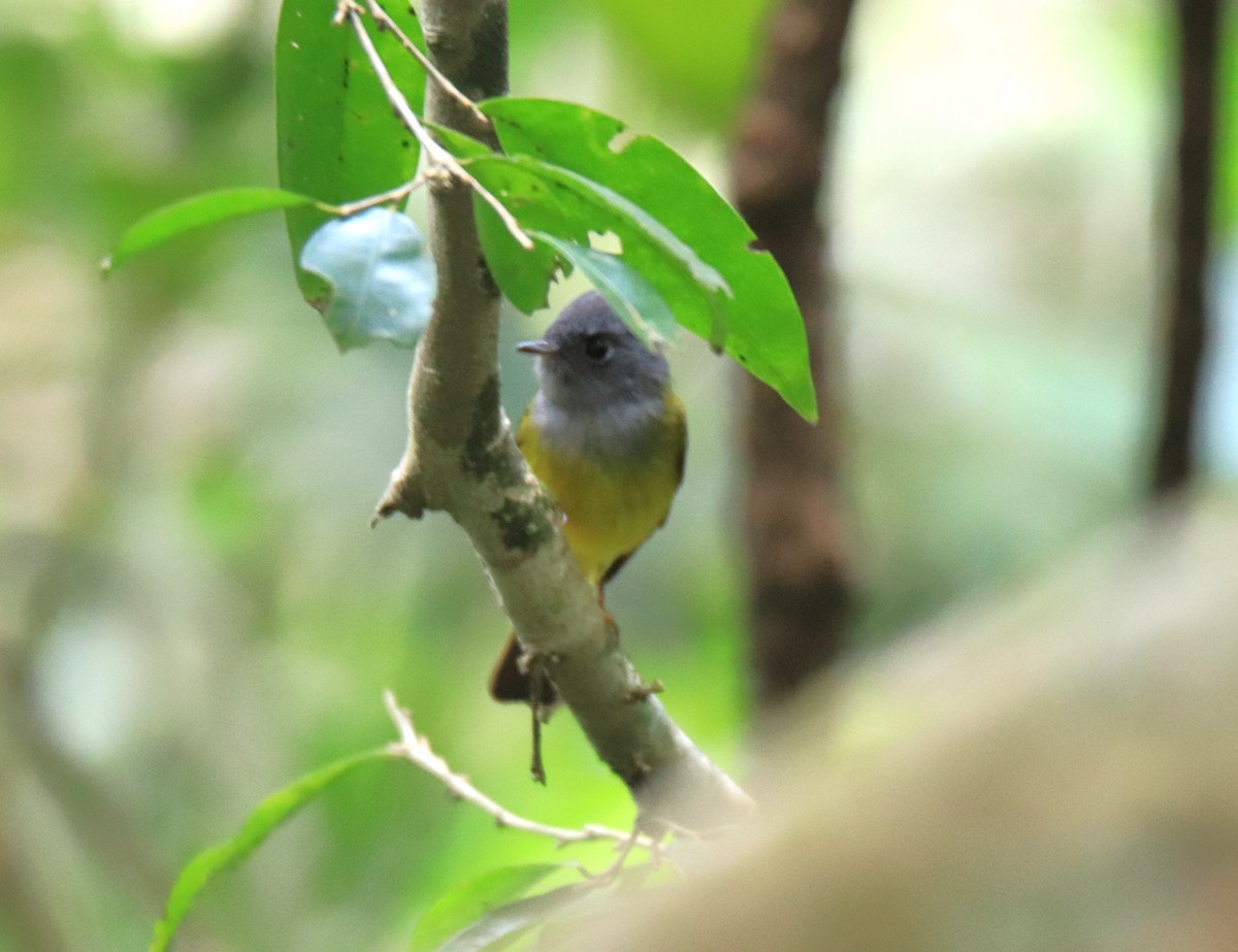 Gray-headed Canary-Flycatcher - ML647509899