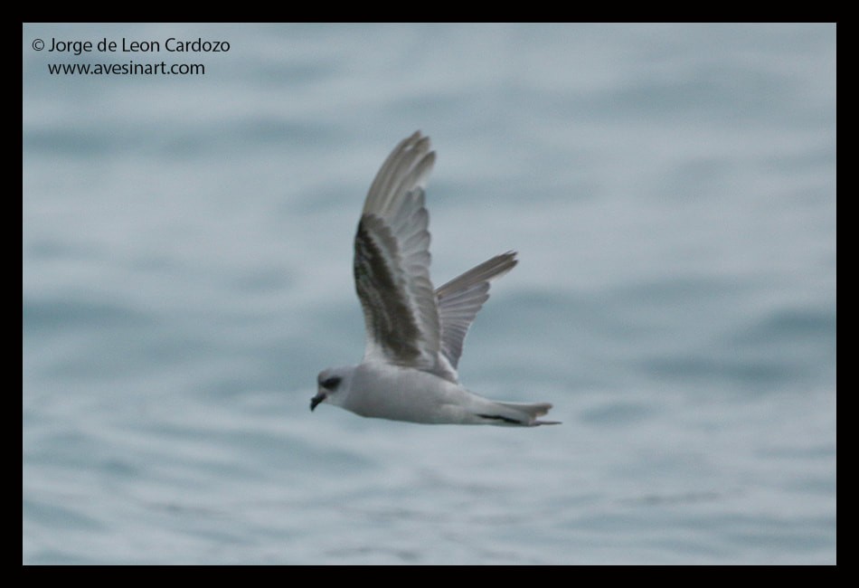 Fork-tailed Storm-Petrel - ML647509900
