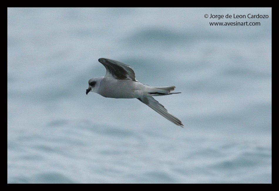 Fork-tailed Storm-Petrel - ML647509901