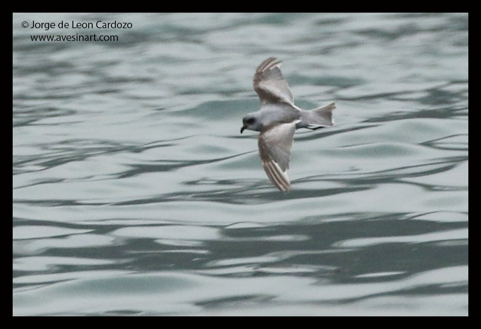 Fork-tailed Storm-Petrel - ML647509902