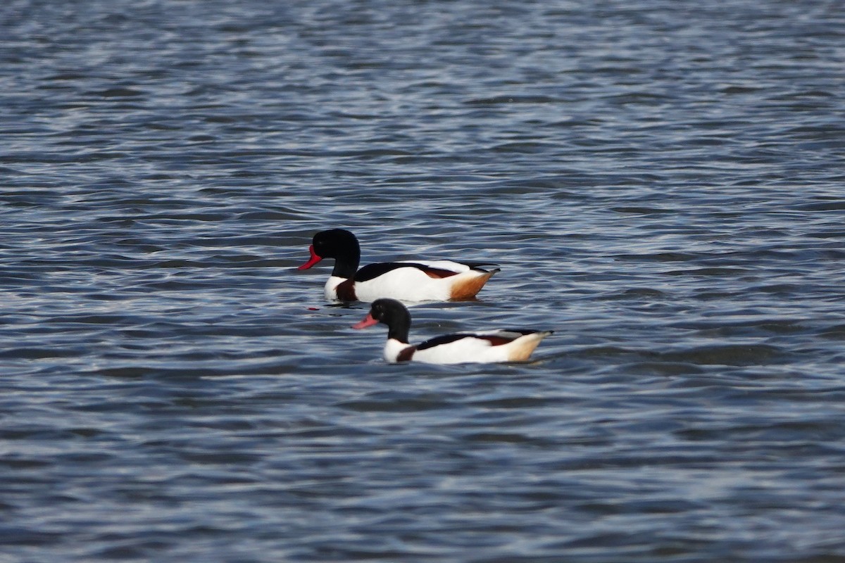 Paita arrunta - ML647509903