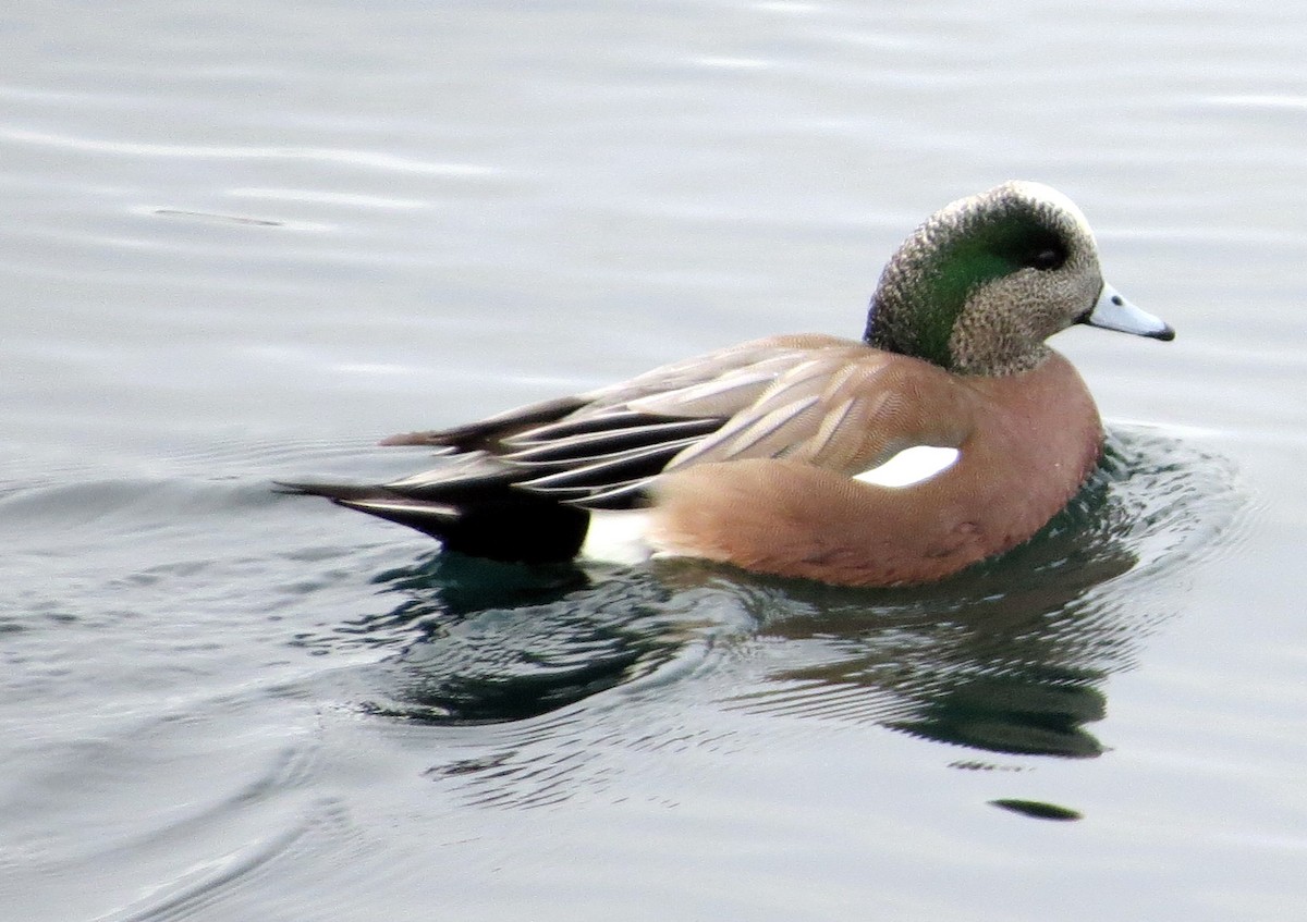 Ahate txistulari amerikarra - ML647509904