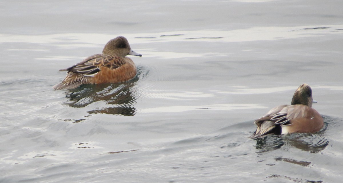 Ahate txistulari amerikarra - ML647509905