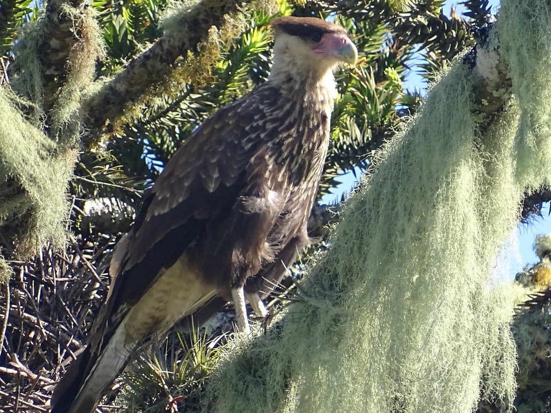 Crested Caracara - ML647509906