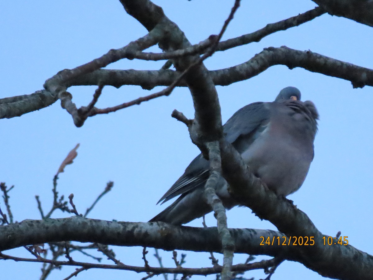 Pagausoa - ML647509907