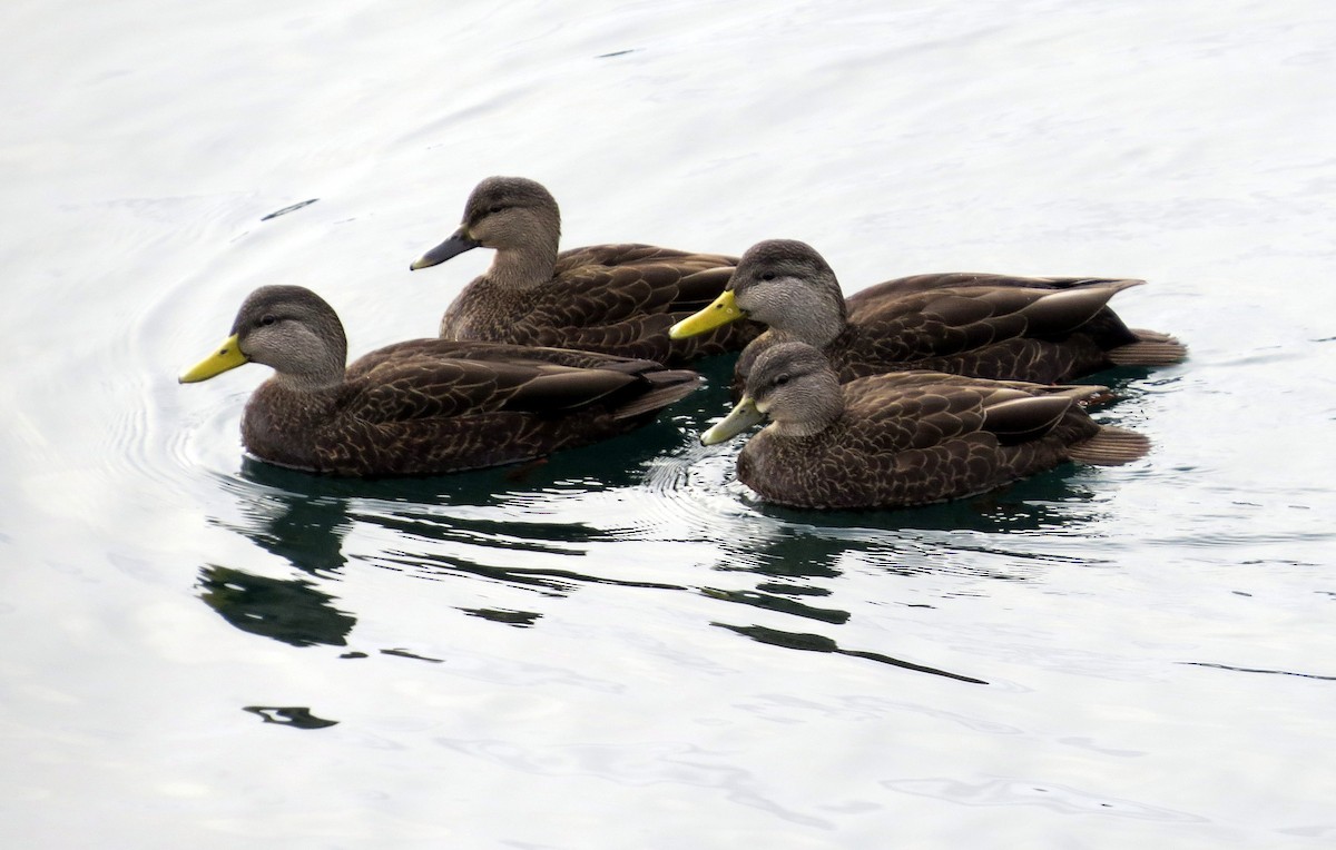 Ahate iluna - ML647509910