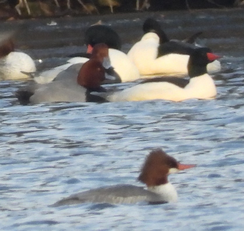 Zerra handia - ML647509911