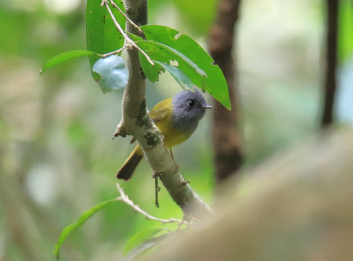 Gray-headed Canary-Flycatcher - ML647509920