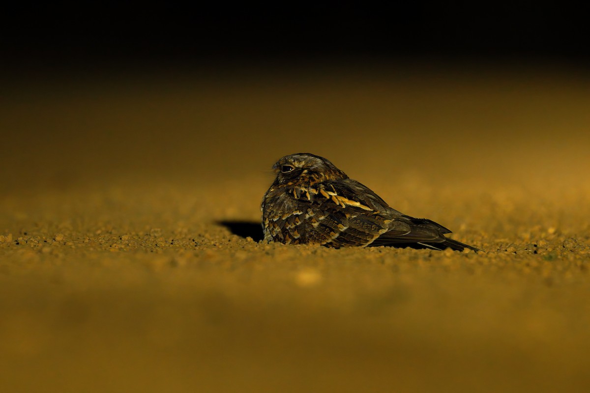 Chotacabras Hindú - ML647509929