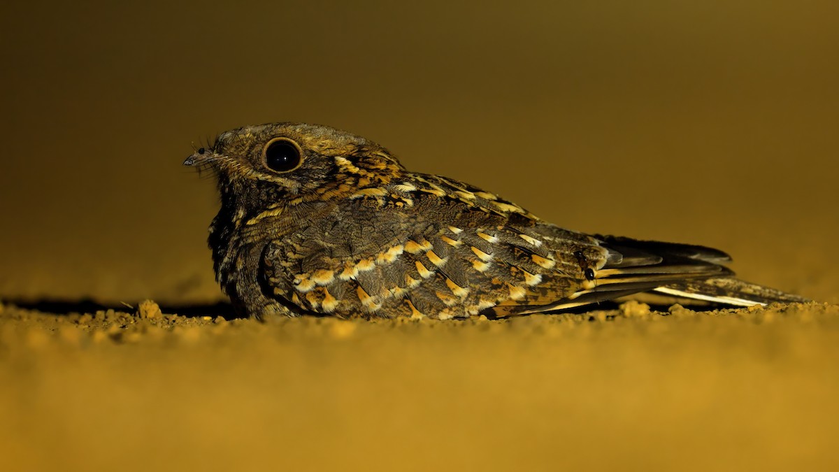 オニカッコウ - ML647509931