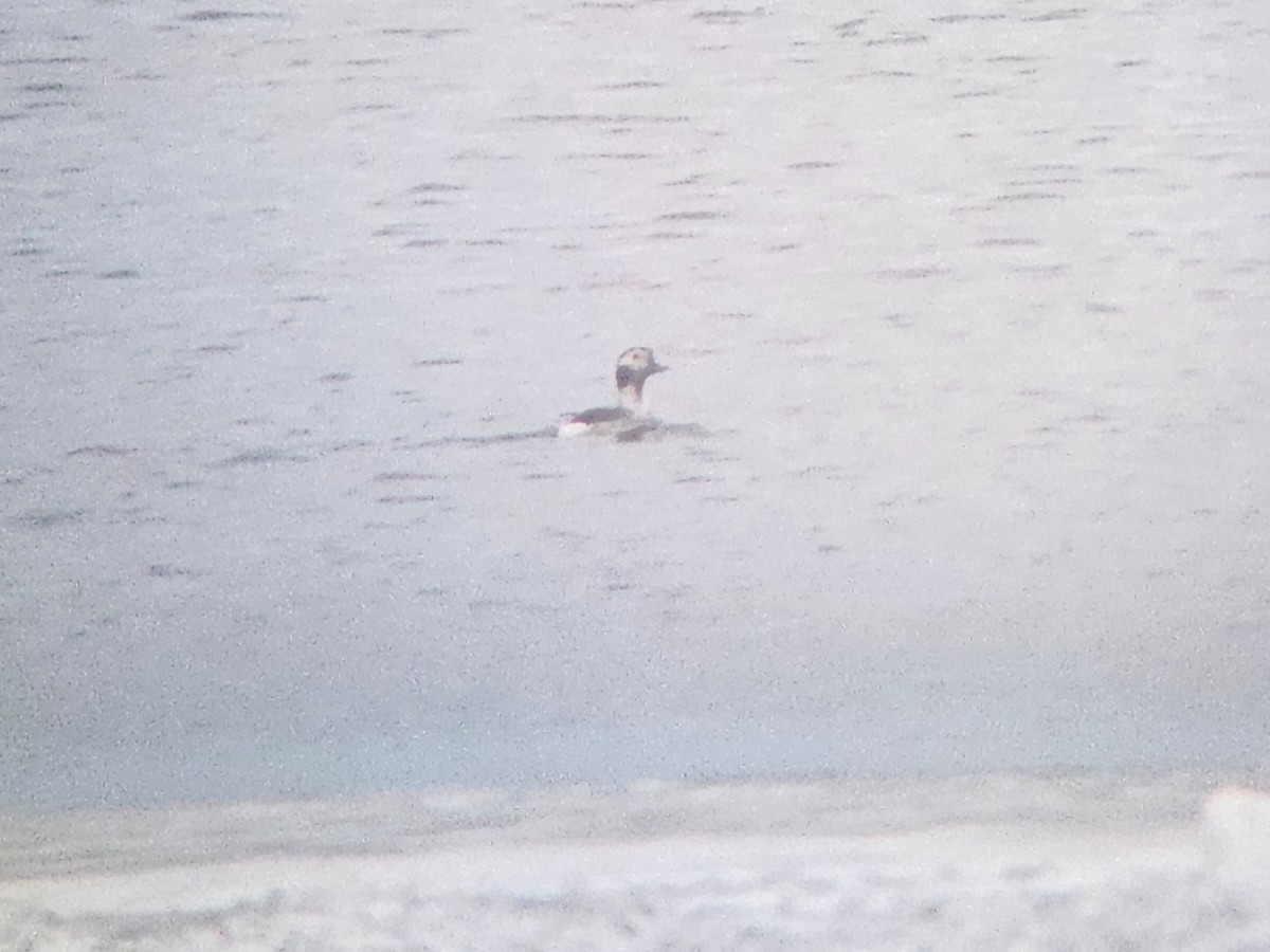 Long-tailed Duck - ML647509938