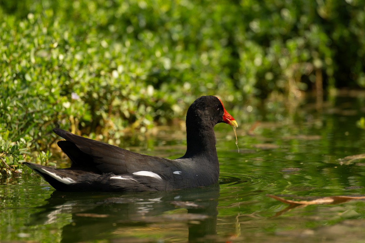 Курочка латиноамериканська - ML647509944