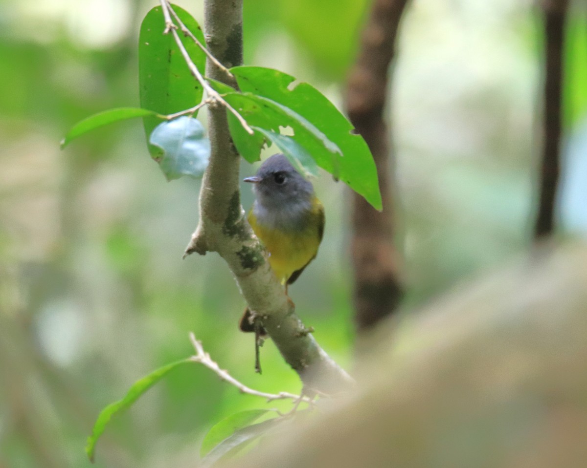 Gray-headed Canary-Flycatcher - ML647509945