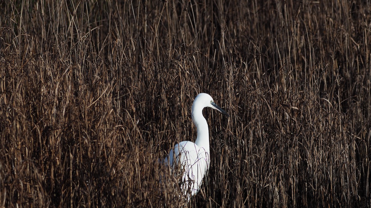 Little Egret - ML647509961