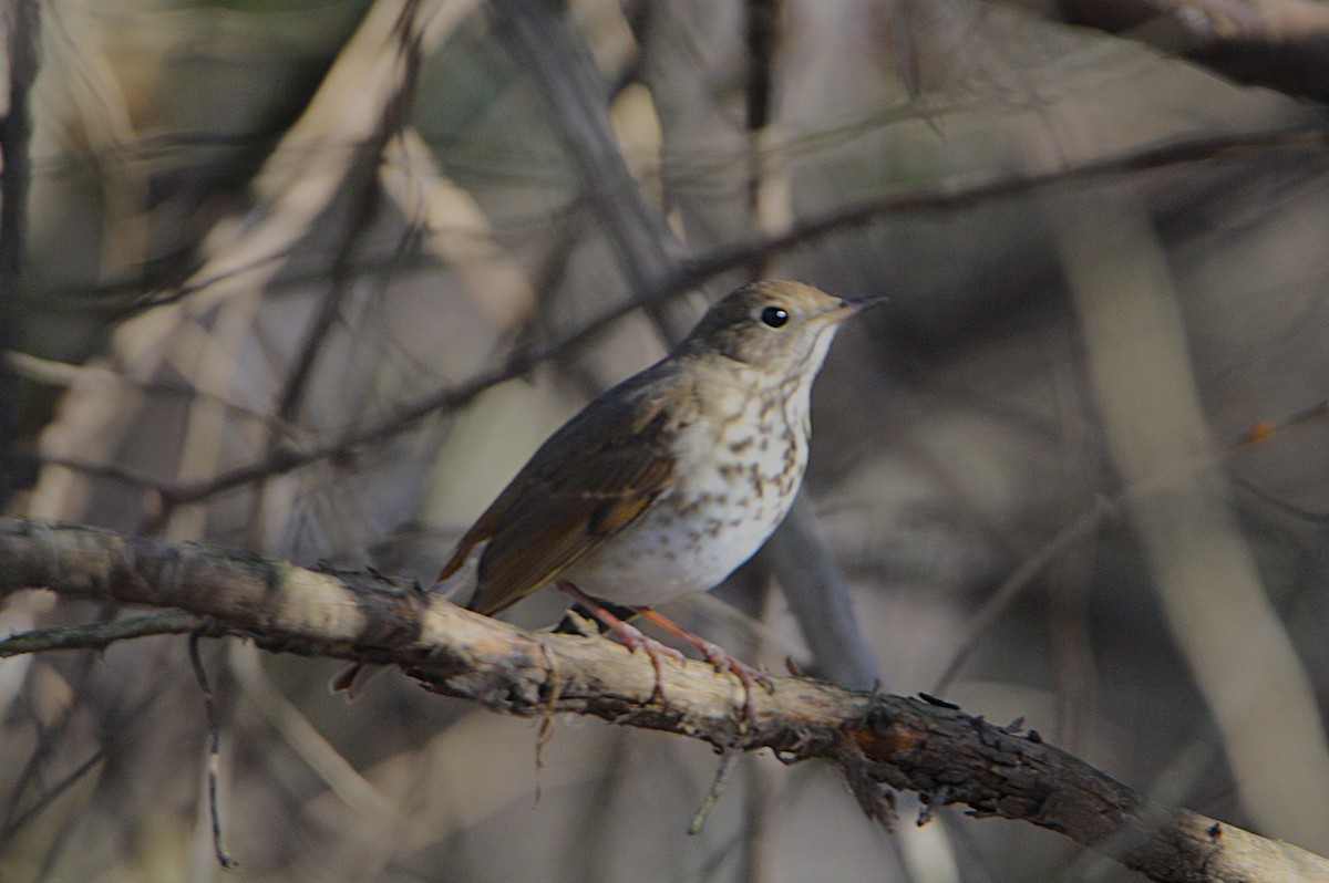 קיכלי חלוד-זנב - ML647509963