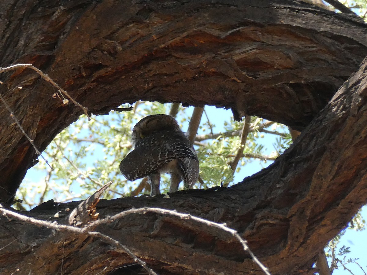 Pearl-spotted Owlet - ML647509966