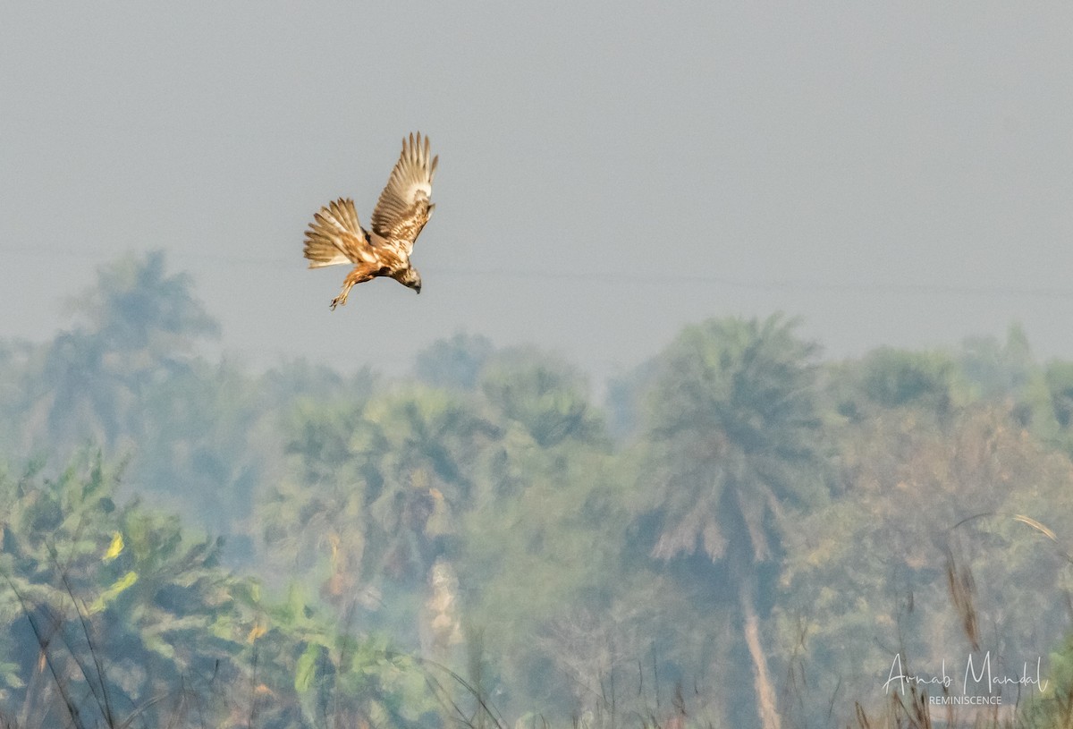 Eastern Marsh Harrier - ML647509969