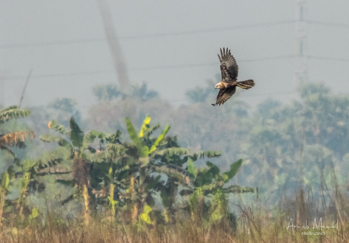 Eastern Marsh Harrier - ML647509970
