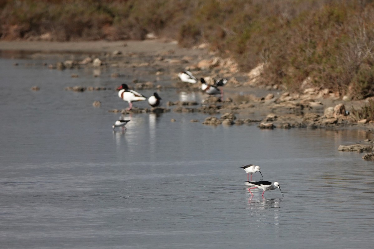 Black-winged Stilt - ML647509971