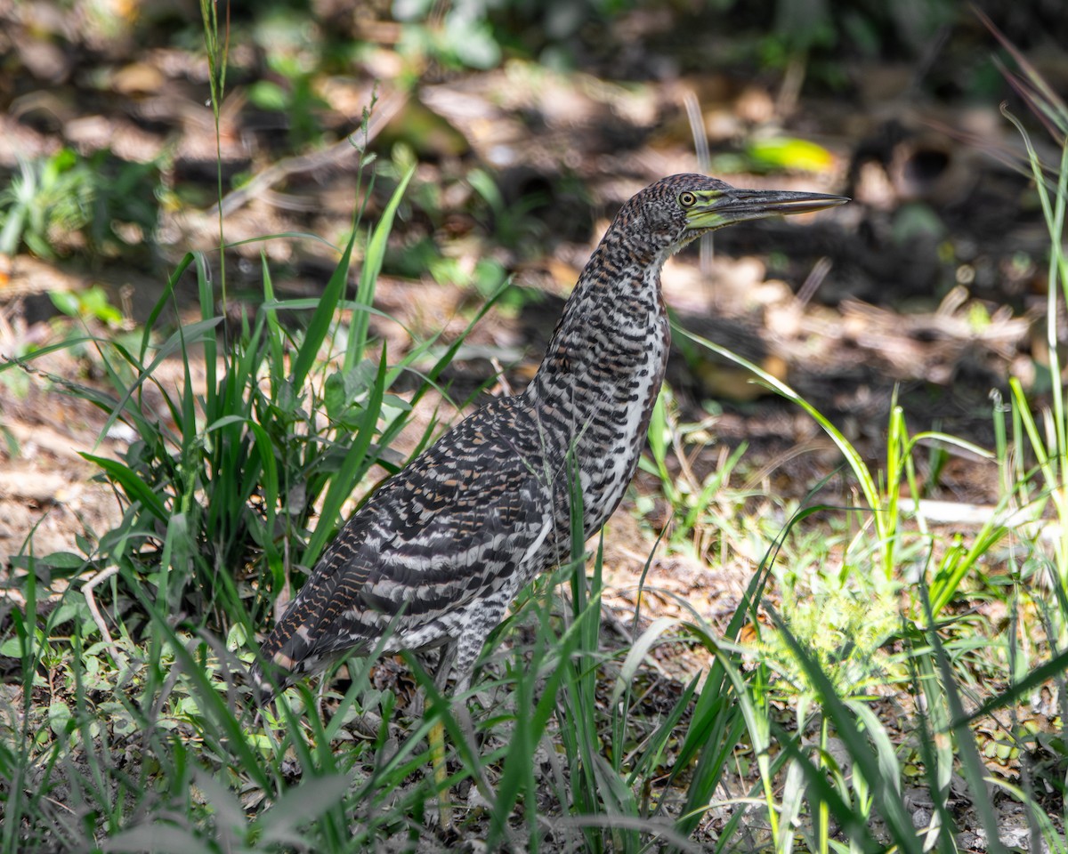 トラフサギ - ML647509983