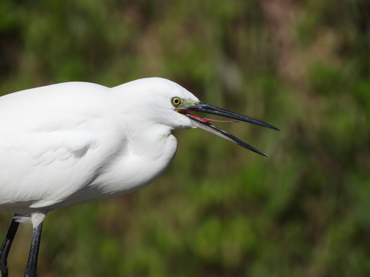 Little Egret - ML647509984