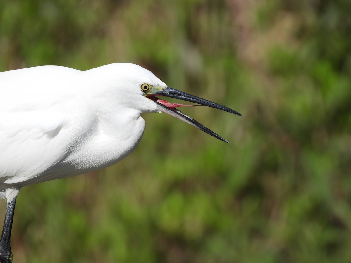 Little Egret - ML647509985