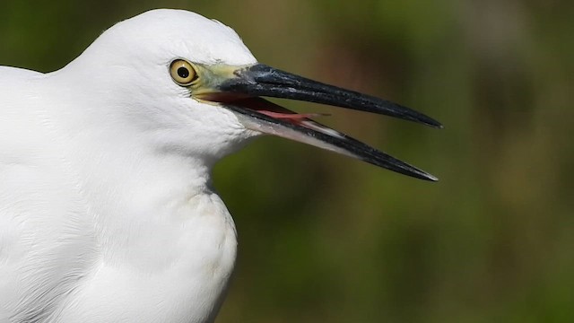 Чепура мала - ML647509986