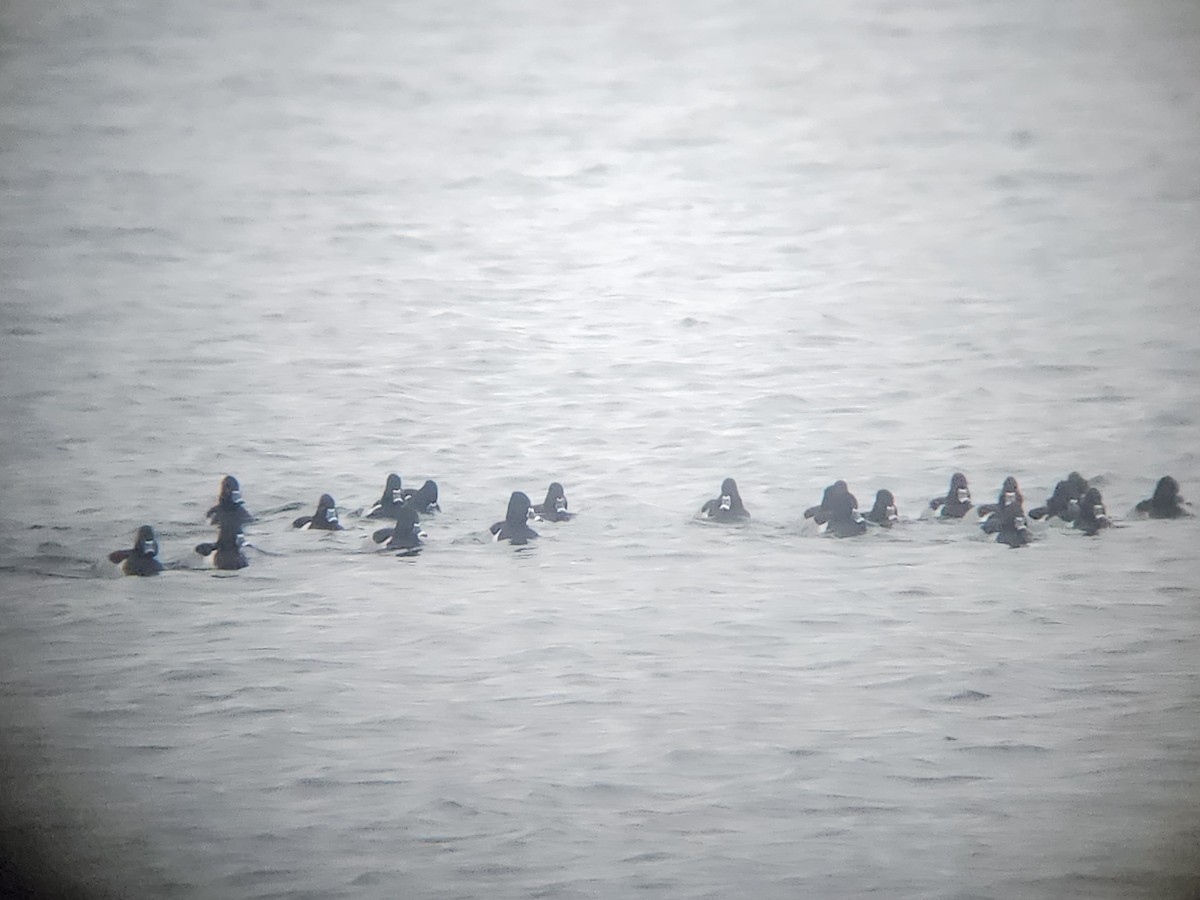 Ring-necked Duck - ML647509988