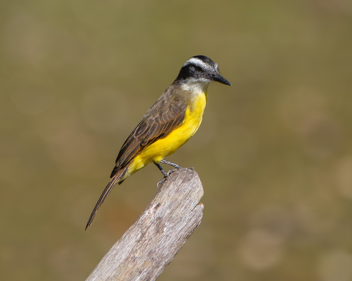 キバラタイランチョウ - ML647509989