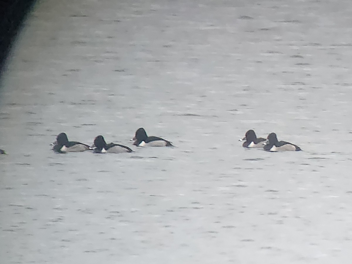 Ring-necked Duck - ML647509991