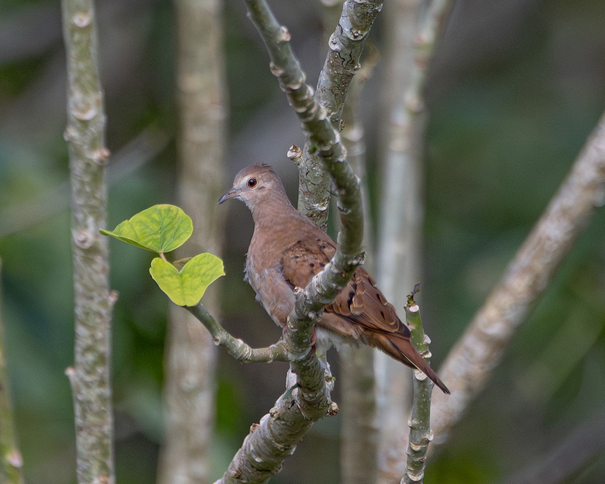 ケアシスズメバト - ML647509992