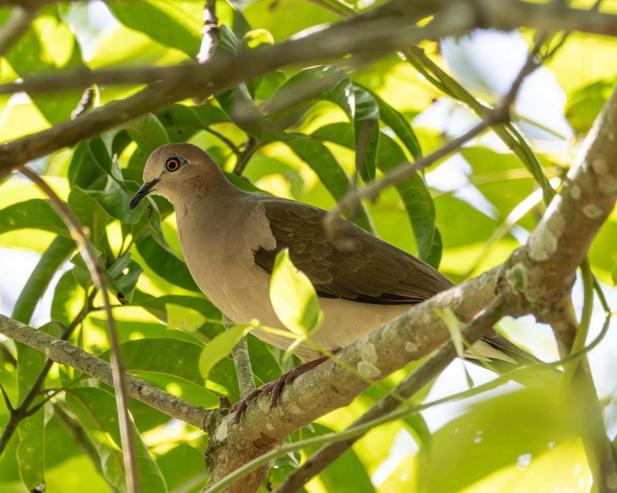 シロビタイシャコバト - ML647509996