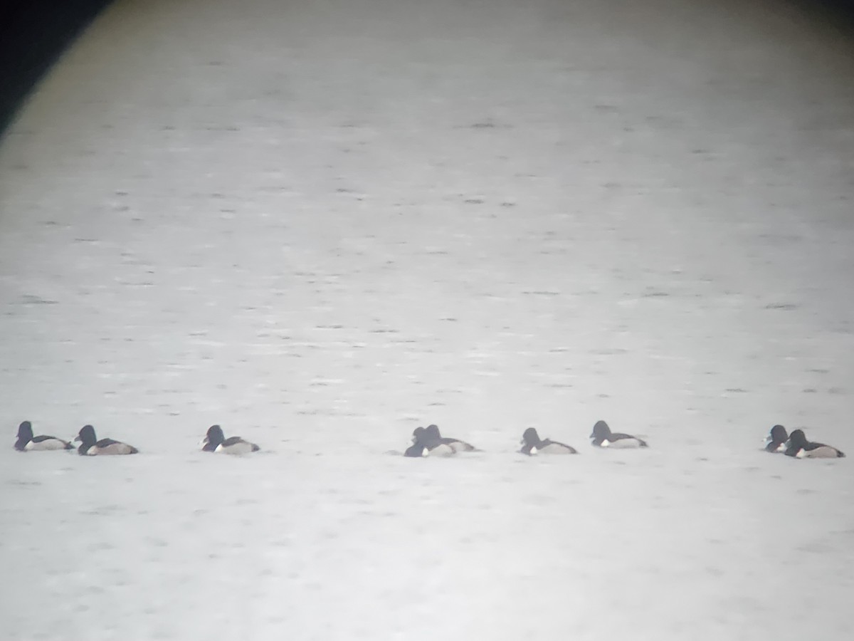 Ring-necked Duck - ML647509997